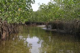 1765492238_mangroves du Gabon.jpeg